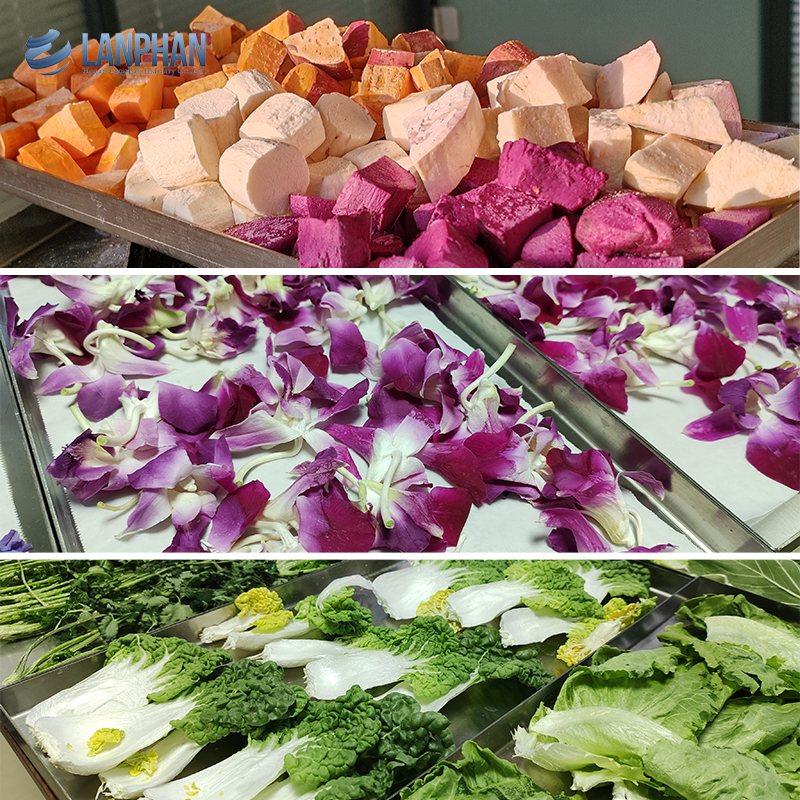 6kg 10kg 20kg Fruit Liofilizator Thiết bị làm khô đông lạnh chân không nhỏ Nhà máy làm khô đông lạnh thực phẩm